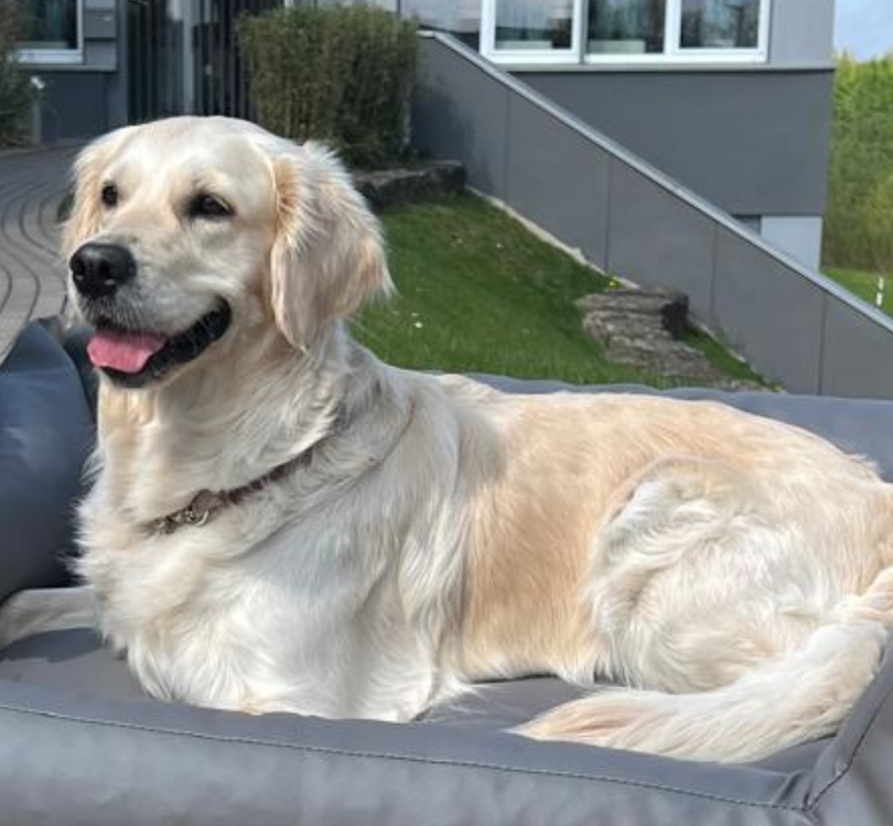 Hund liegt im Hundekorb